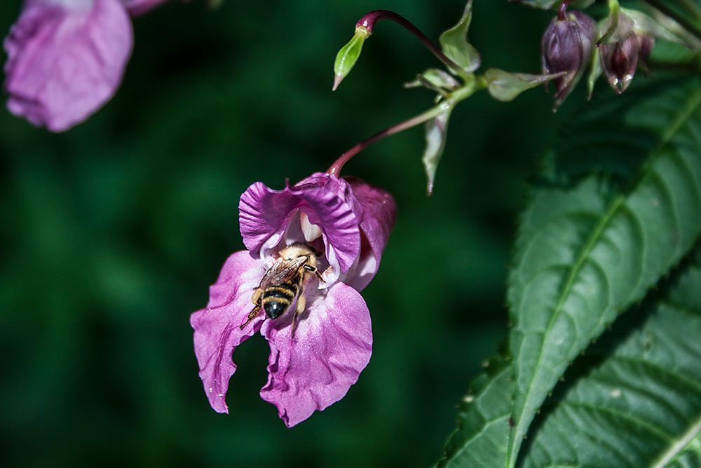 Springkrautbluete mit Biene