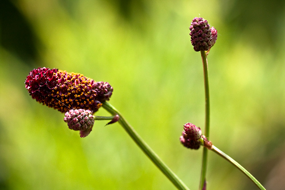wiesenknopf