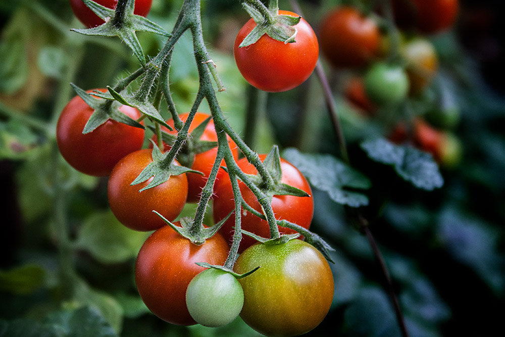 tomaten-reif
