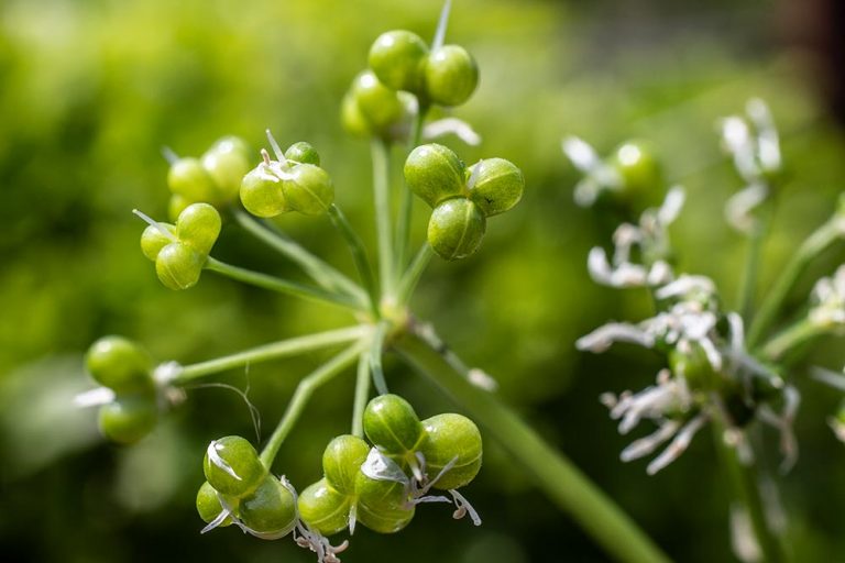 baerlauchfruechte