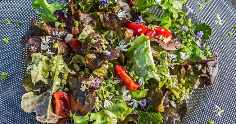 Gemischter Salat mit Bärlauchfrüchten und Gundermann