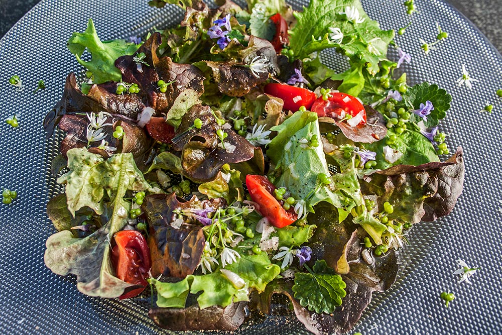Gemischter Salat mit Bärlauchfrüchten und Gundermann