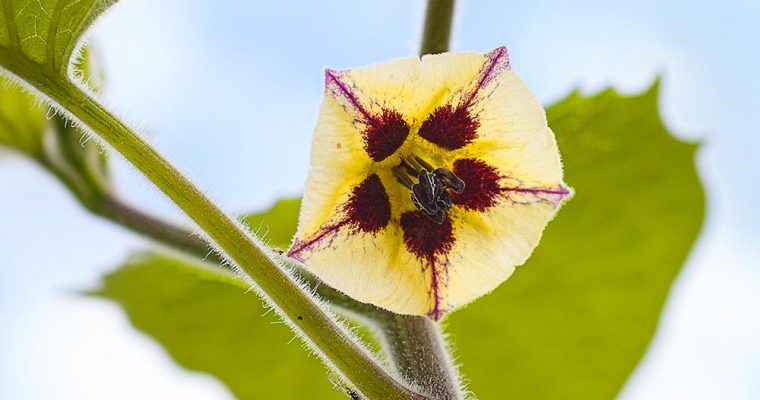 Meine Physalis blüht