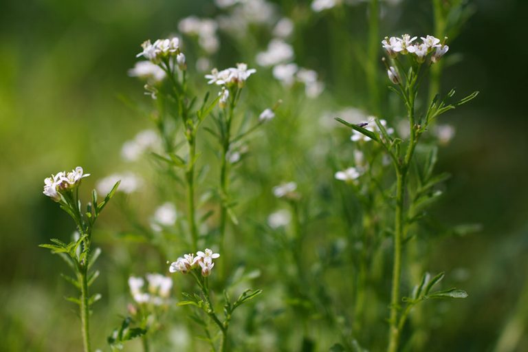 Gartenschaumkraut