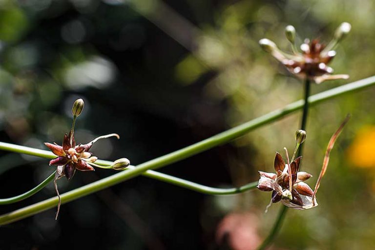 wilder Schnittlauch fruechte