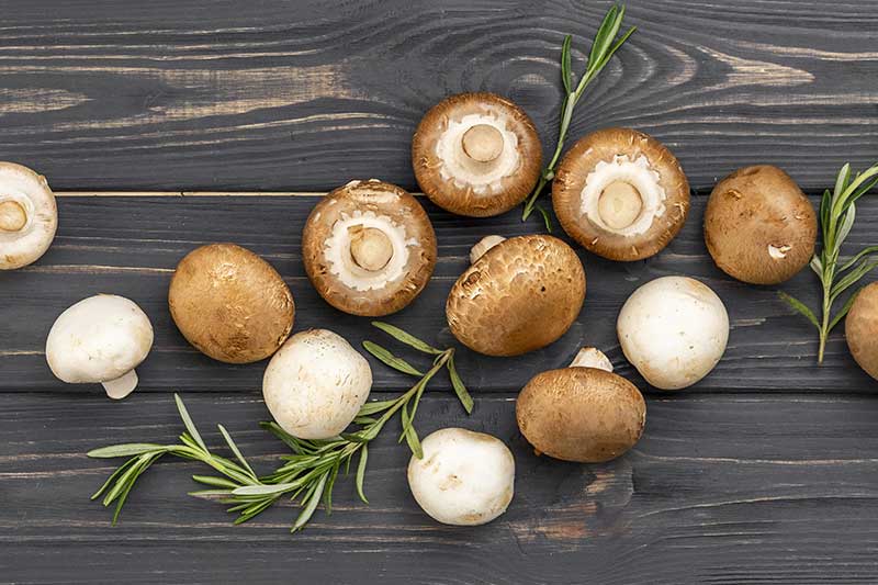 Champignons