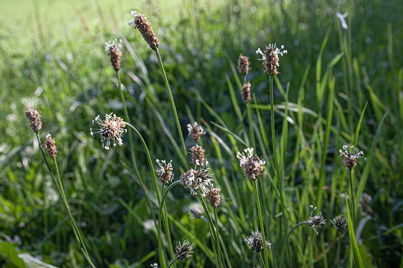 Spitzwegerichblüten