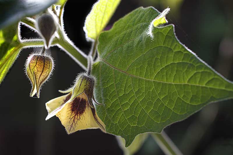 Physalisblüten