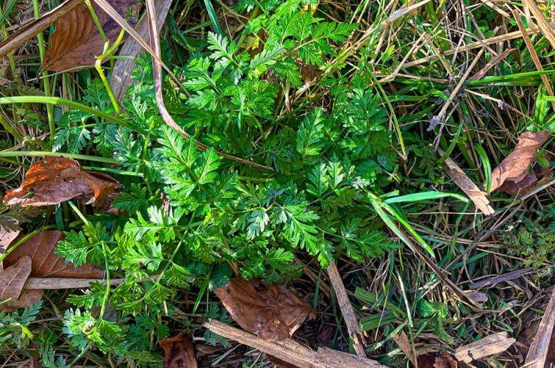 wiesenkerbel