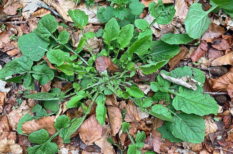 Rainkohl–wildkraut