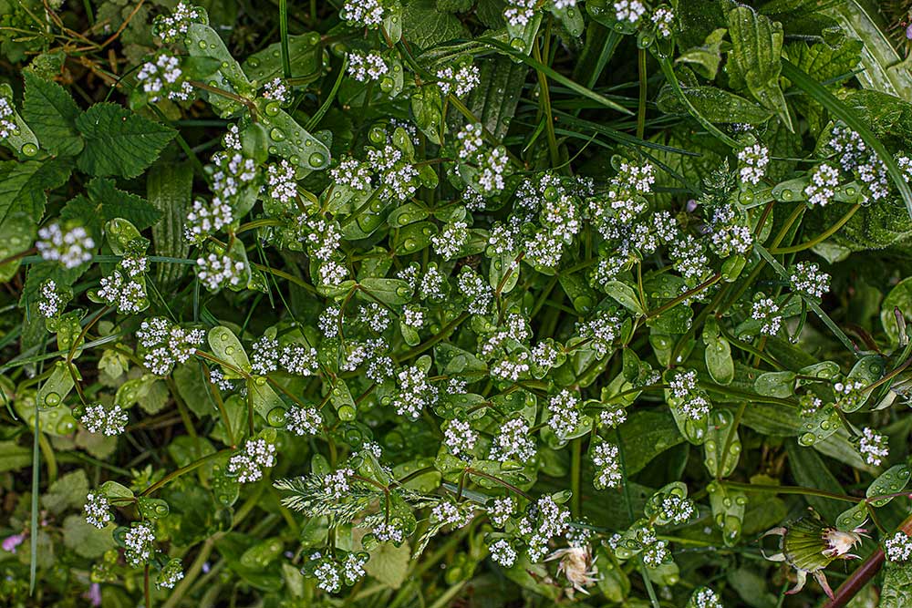 wilder-Feldsalat-Blueten