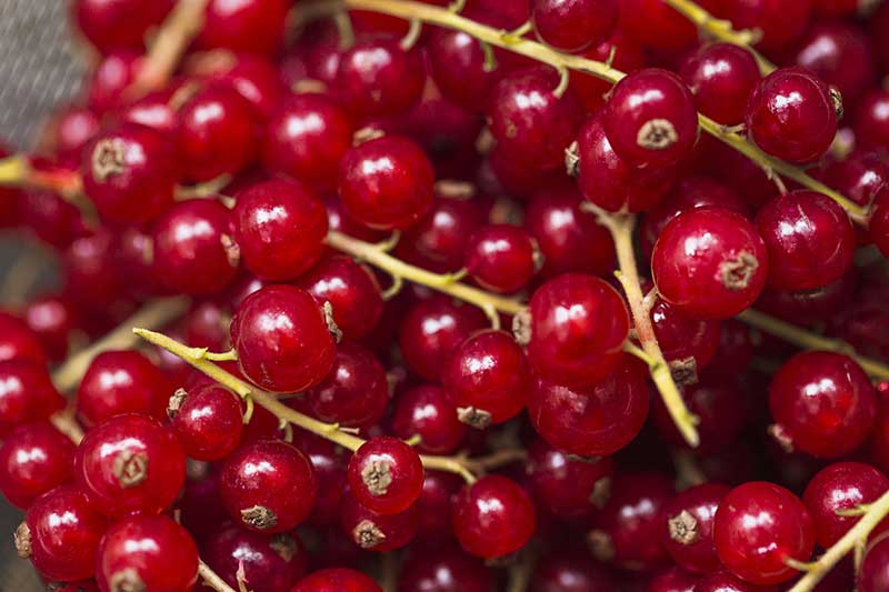 Johannisbeeren