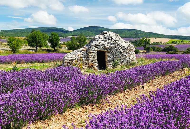 lavendel procence