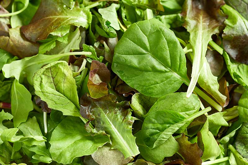 Salat gemischt