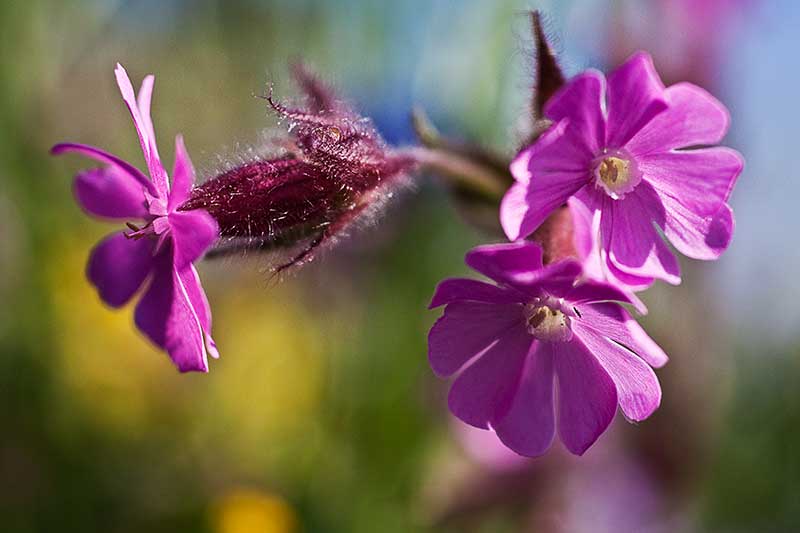 rosa Lichtnelke