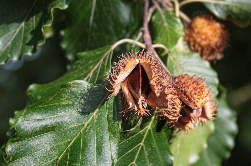 bucheckern