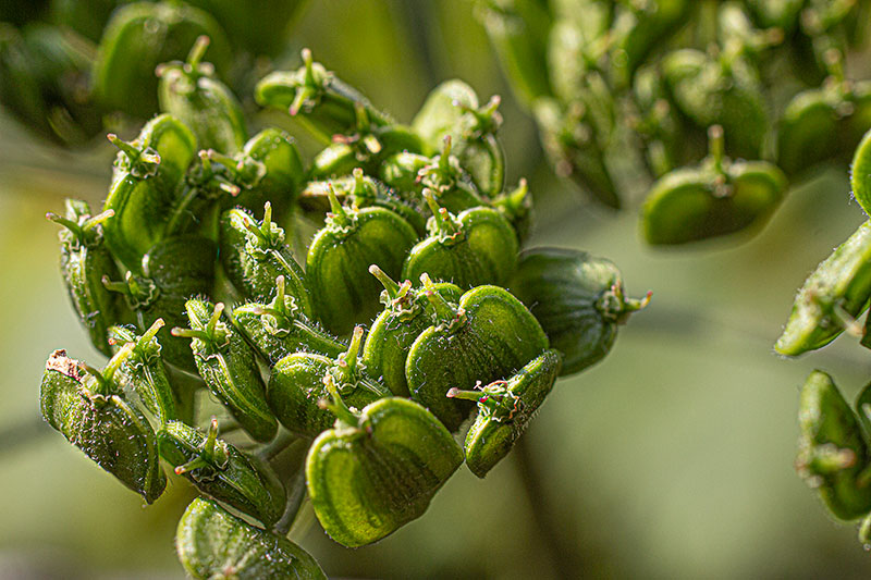 Wiesenbaerenklausamen gruen