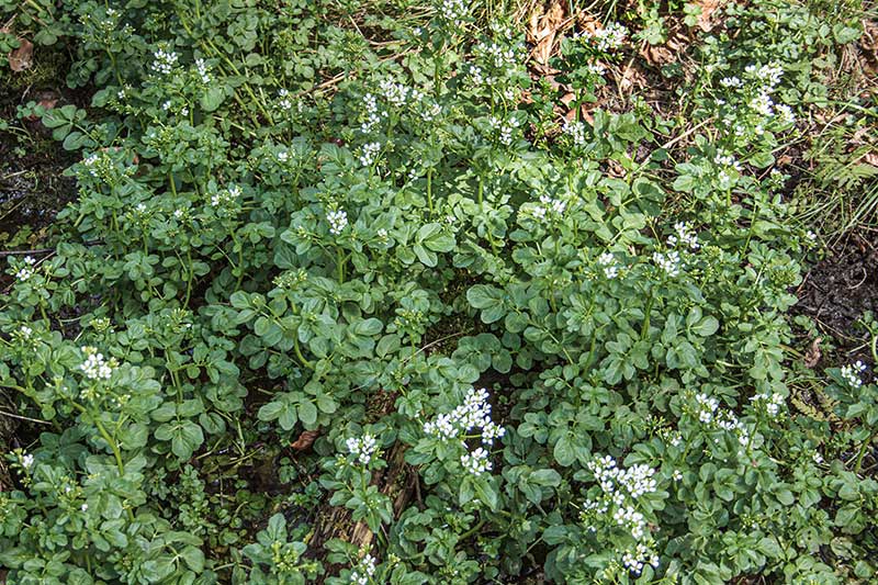 Brunnenkresse Bach Blueten