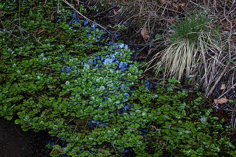 Brunnenkresse Bach Winter 2