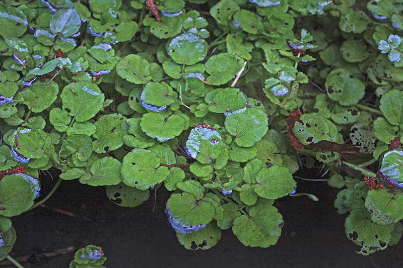 Brunnenkresse Bach makro