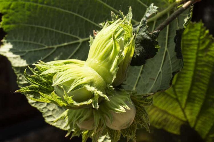 Leckeres Haselnussbrot mit hausgemachtem Sauerteig | kochlust