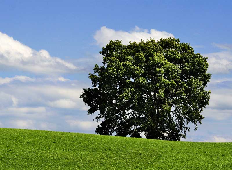 eiche-fruehling