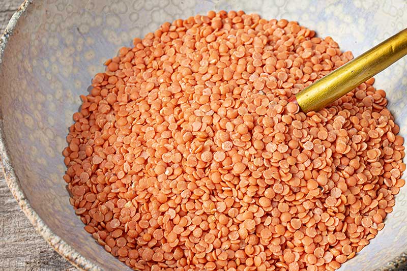 rote Linsen