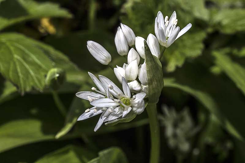 Bärlauchblüten