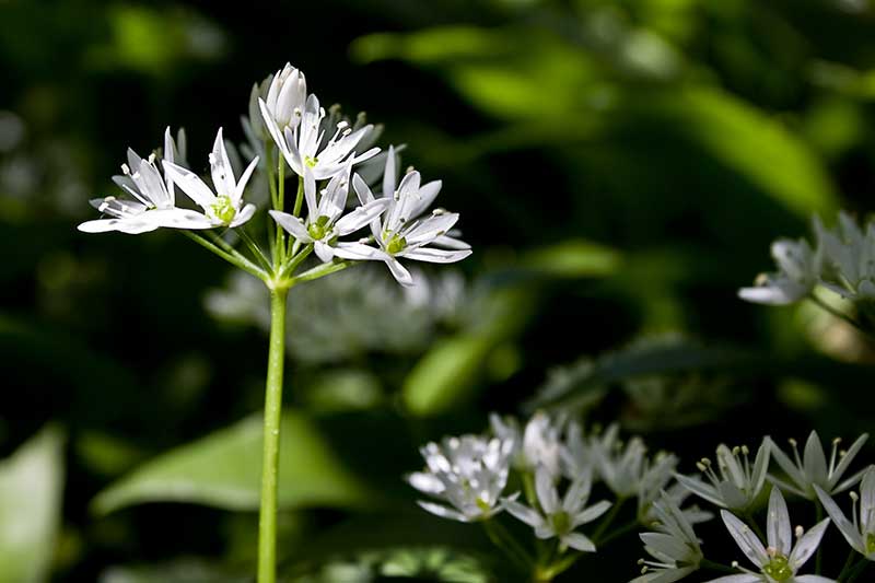 Bärlauchblüten