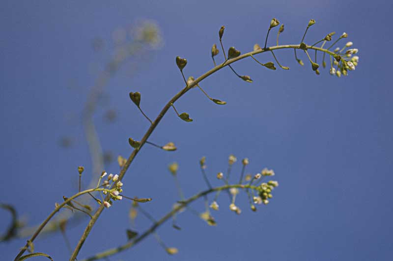 Hirtentaeschel Fruechte Blueten Himmel