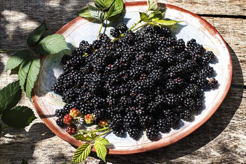 Brombeeren Teller