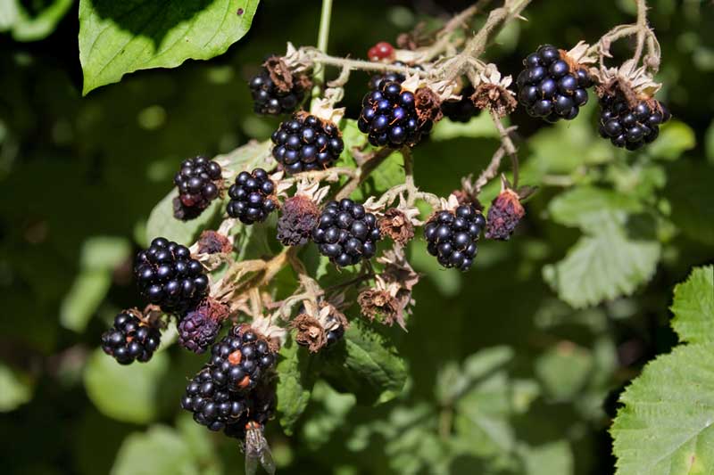 brombeeren