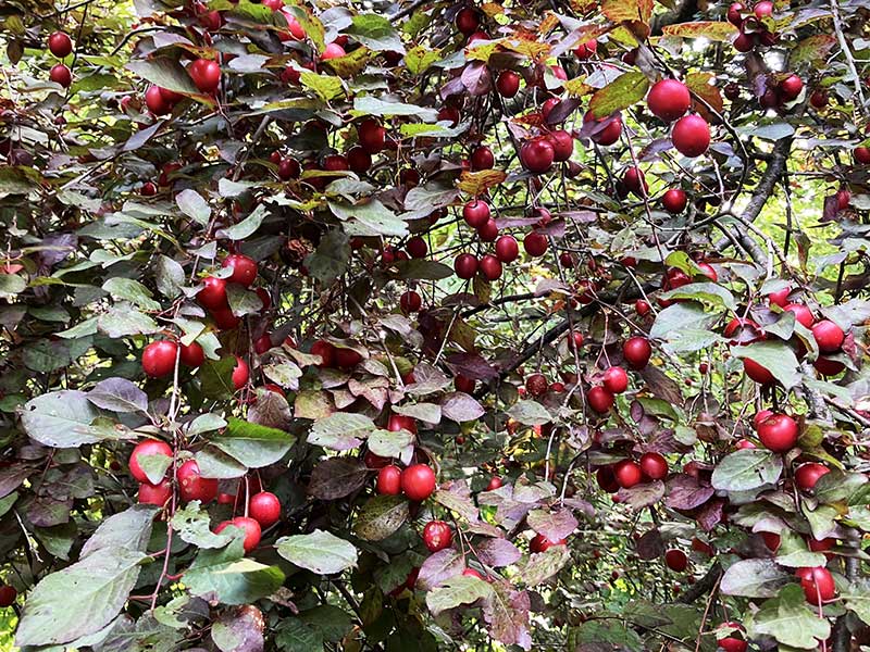 Kirschpflaumen Baum Aeste