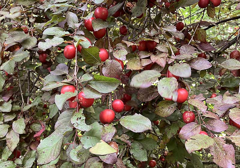 Kirschpflaumen Baum