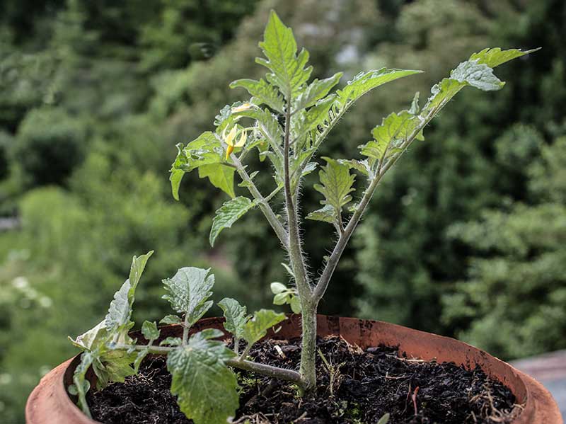 Tomatenzoegling