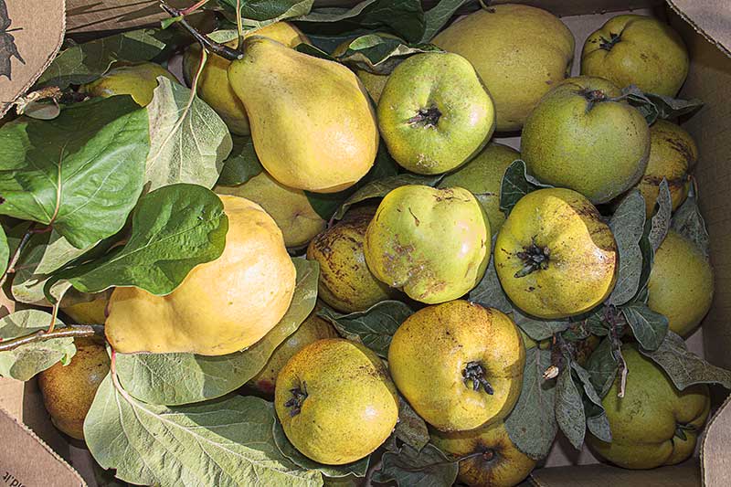 Apfel-Birnen-Quitten