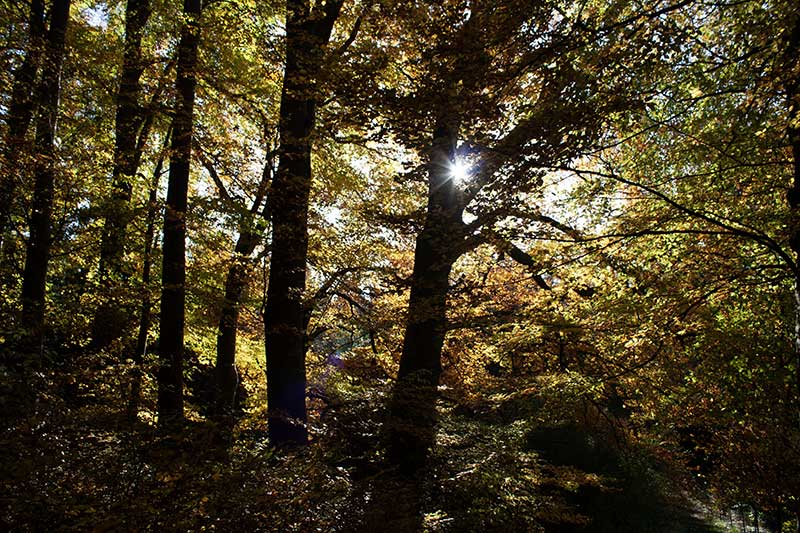 Buchen Herbst