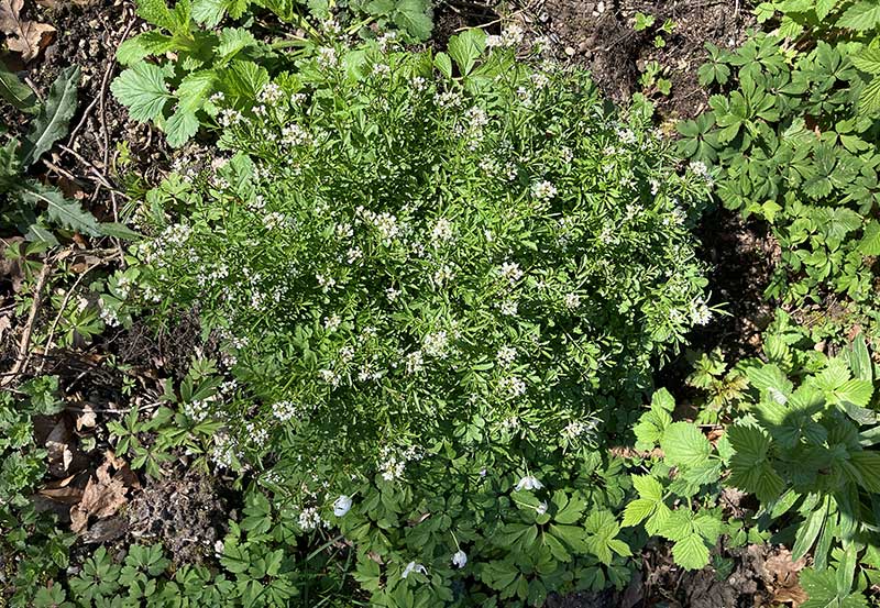 Waldschaumkraut mit Blueten