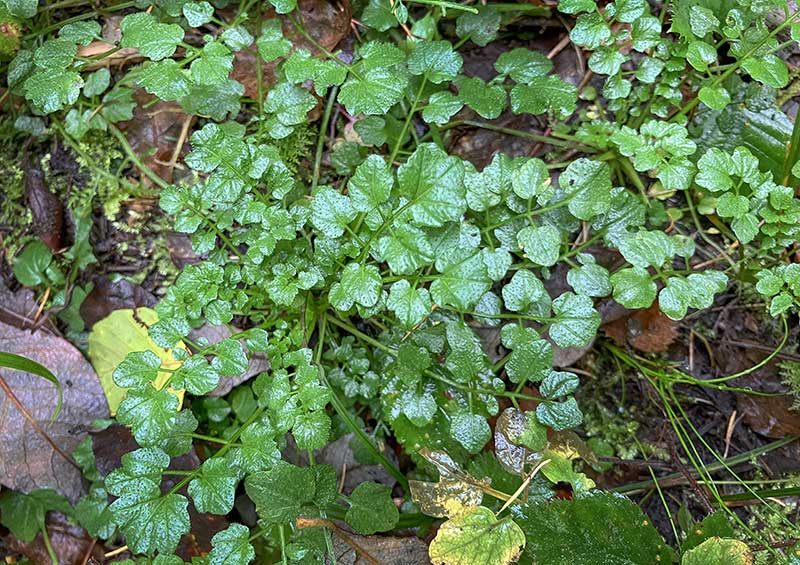 Waldschaumkraut