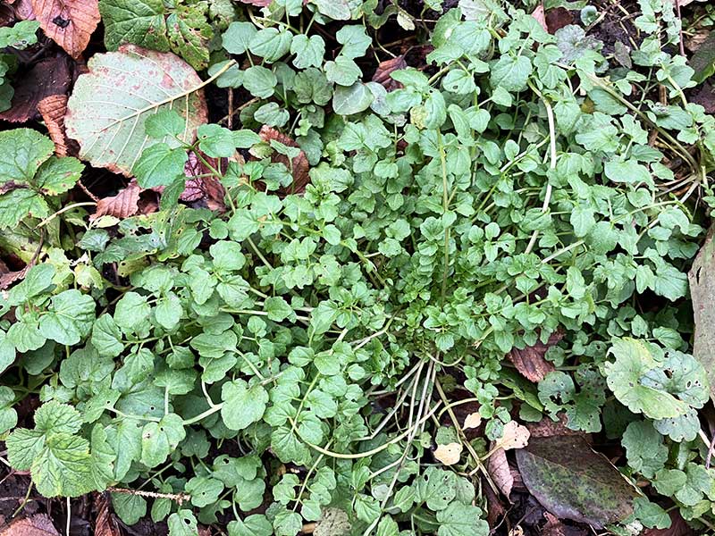 Waldschaumkraut Blaetter