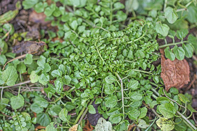 Waldschaumkraut Buchenblaetter