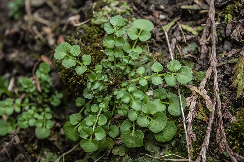 Waldschaumkraut klein