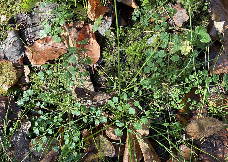 Waldschaumkraut Winter 2