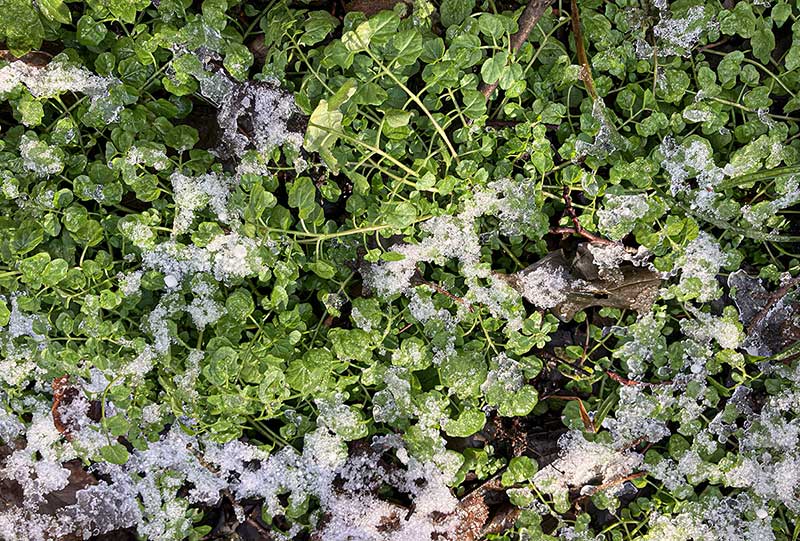 Waldschaumkraut-Schnee