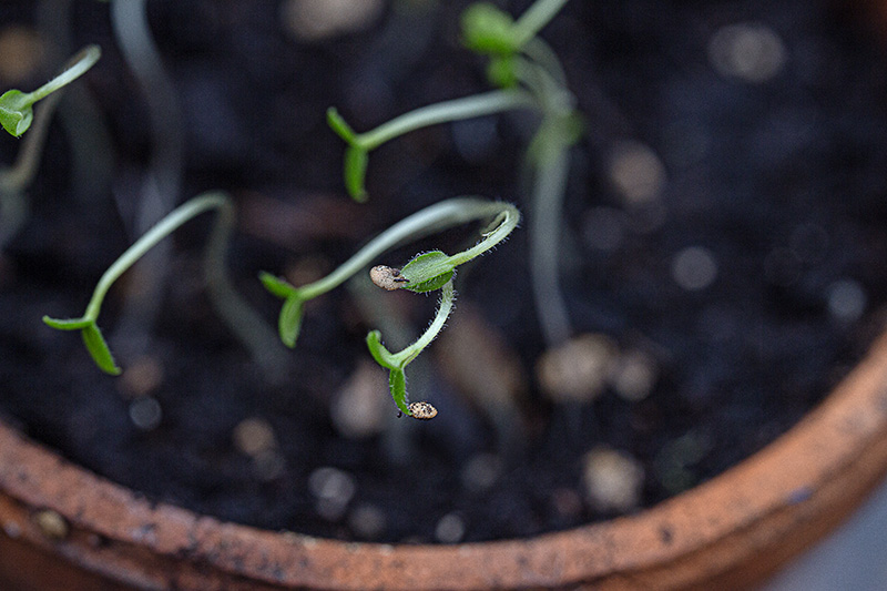 Physalis Samenkoernchen