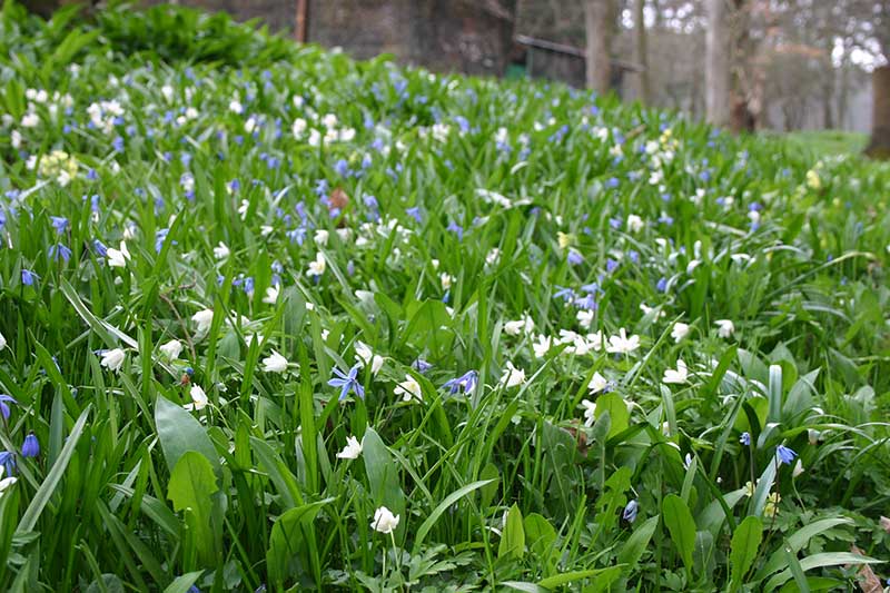 Baerlauchwiese