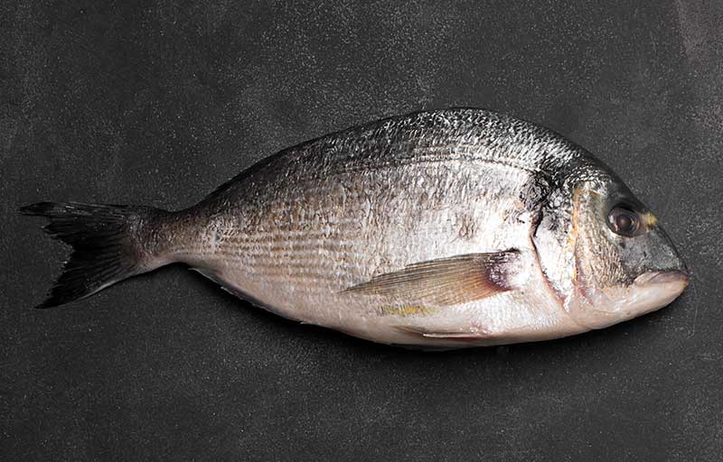 dorade