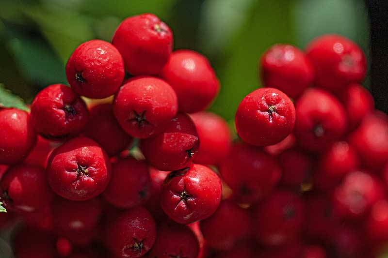 Vogelbeeren makro