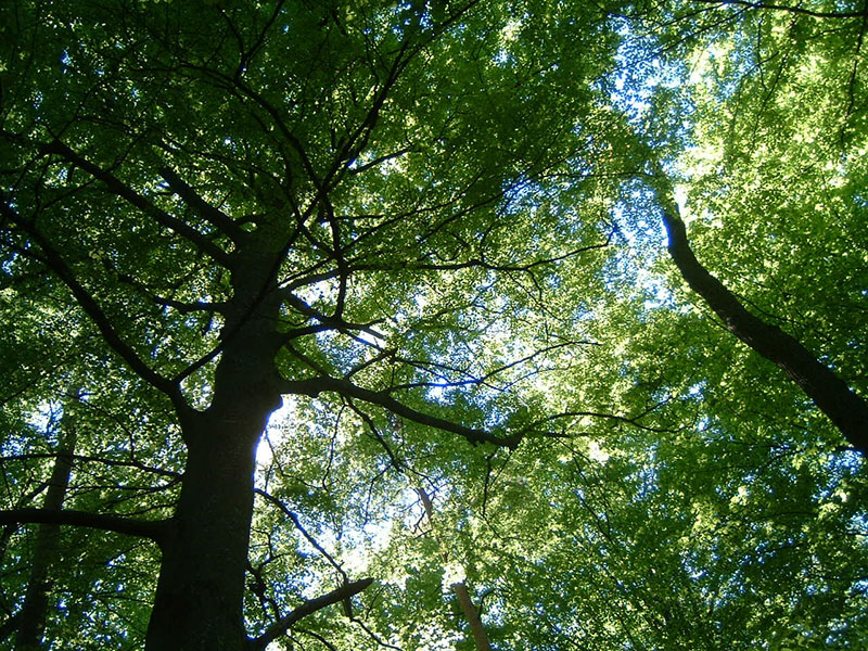 Wald Baeume 1