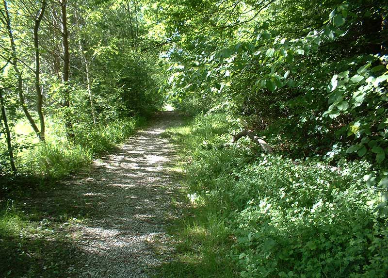 Waldweg